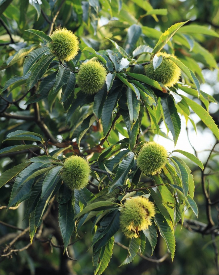 板栗苗树 嫁接板栗树果树苗当年结果特大 南方北方种植地栽 迁西板栗