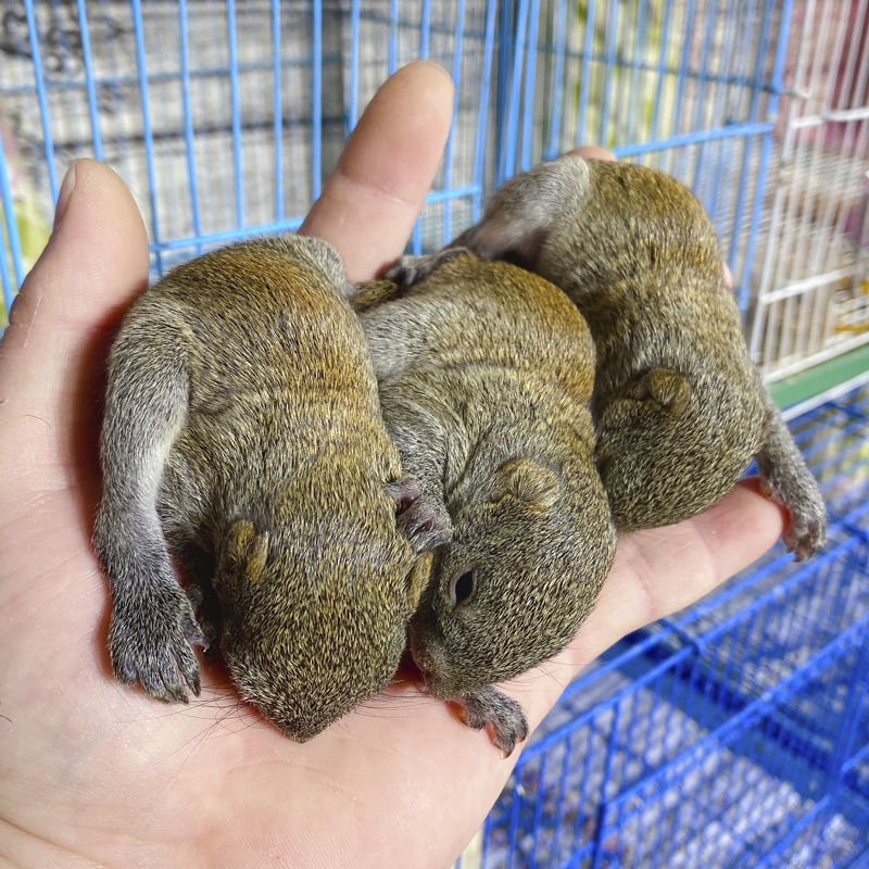 松鼠活物養殖場打疫苗寵物松鼠幼崽金花松鼠黃山幼兒送籠子糧食已注射