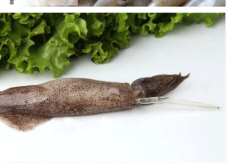 顺丰速运 新鲜海兔鲜活海兔子笔管鱼带籽小海兔子海鲜 稻滋香 1斤装