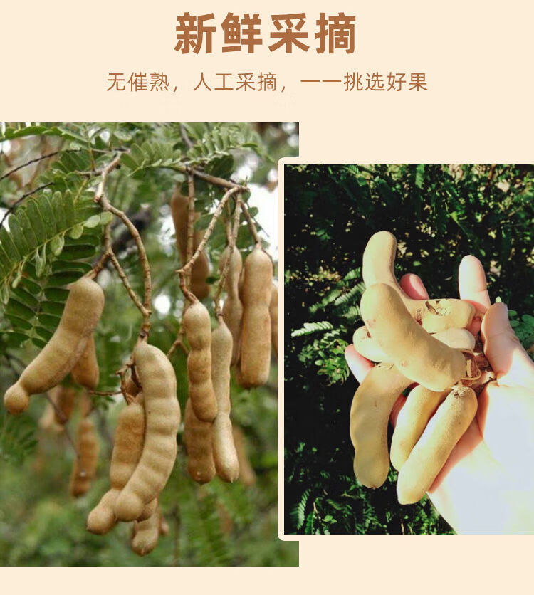 酸角云南特产酸甜角新鲜罗子甜酸角休闲零食带客散装大甜角新果甜角