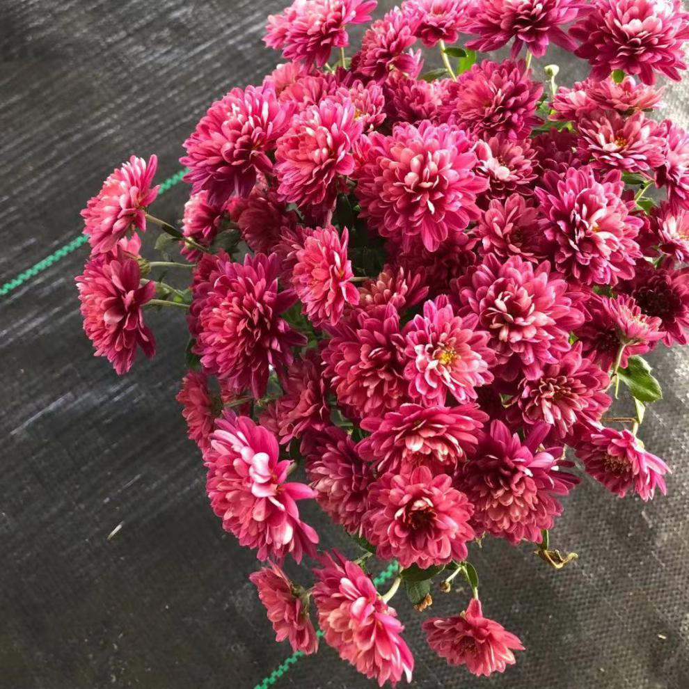 苗四季开花盆栽室内外阳台绿植花卉千头球秋菊荷兰菊幻粉带花苞带盆