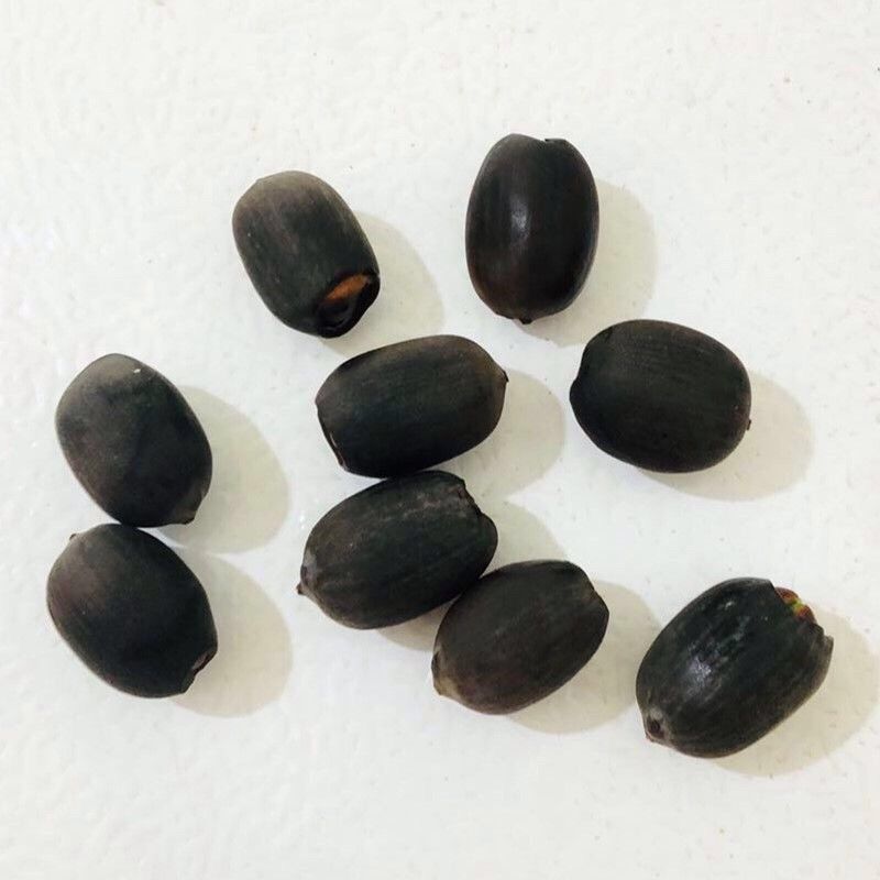 碗莲种子四季播种已开口水培植物睡莲荷花种子盆栽绿植花卉种籽混搭10