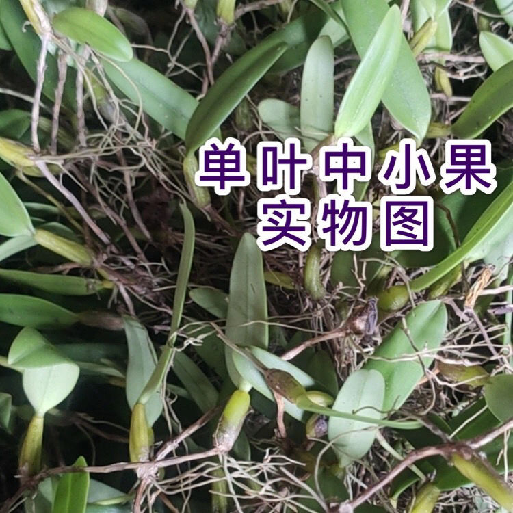 新鮮單葉石橄欖果上葉石仙桃巖珠石蓮石豆蘭石上連中號單葉中大果5斤