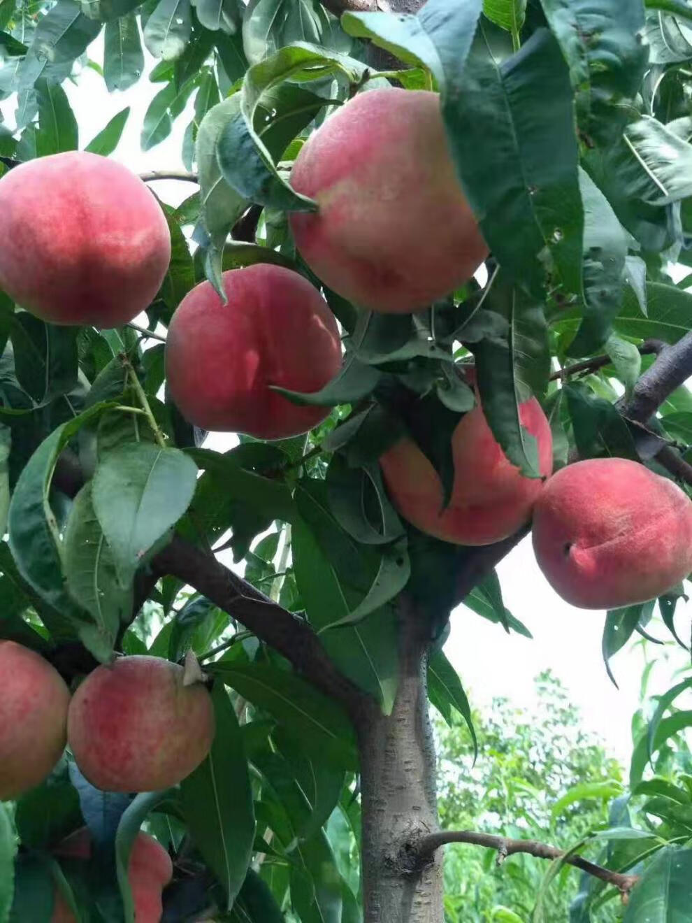 【顺丰空运】现货北京水蜜桃当季新鲜水果平谷大桃久保礼盒脆桃软甜硬