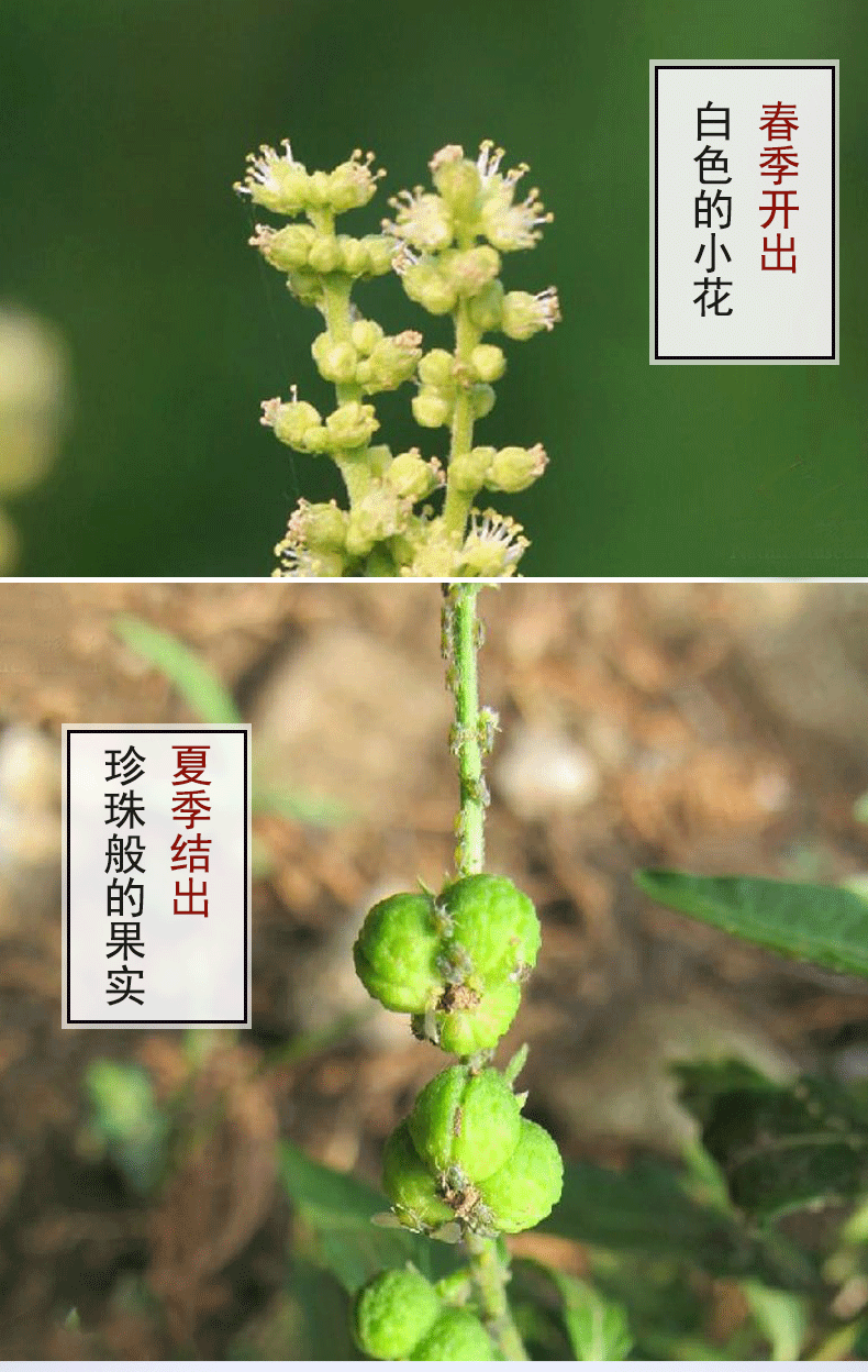 珍珠透骨草 500 大别山透骨草 干货泡脚 嘉万滋补【图片 价格 品牌