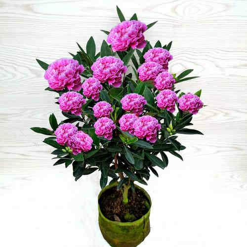 奴风耐热耐寒花驱蚊驱蝇香花室内室外四季开花办公室易管理南北方种植