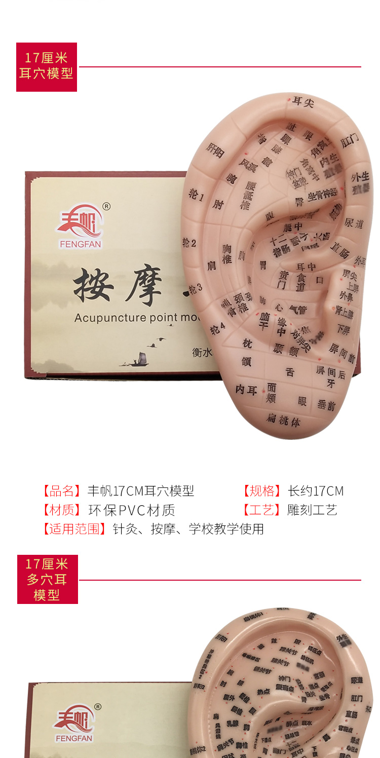 耳穴贴耳朵模型耳穴探针耳豆贴耳贴压豆压王不留行籽贴耳贴17耳耳贴