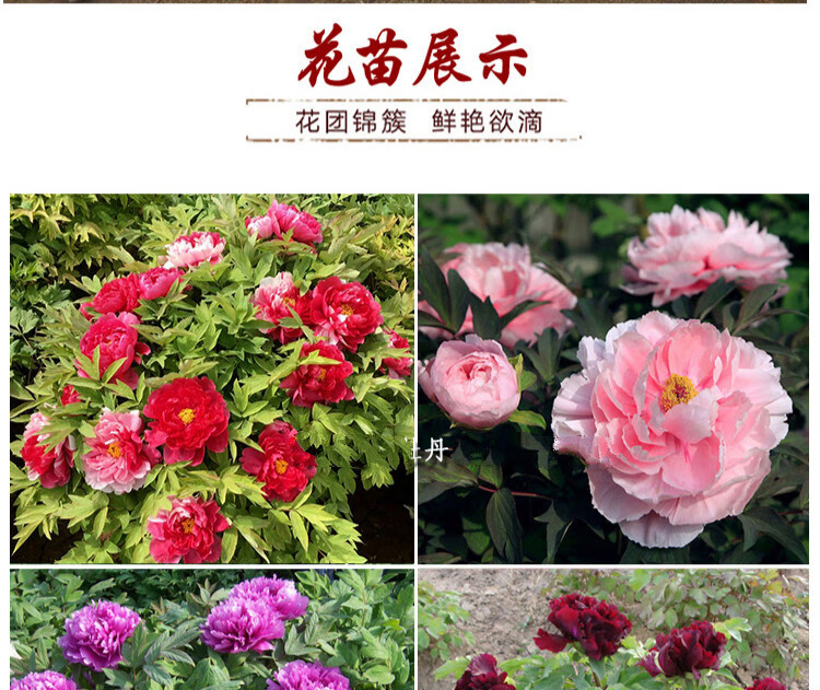 菏泽浩汉牡丹花苗大苗盆栽花卉重瓣观赏四季庭院国花牡丹花根珠光墨润