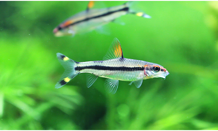 工匠头热带观赏鱼一眉道人淡水鱼草缸群游鱼好养易活水族箱宠物鱼活体