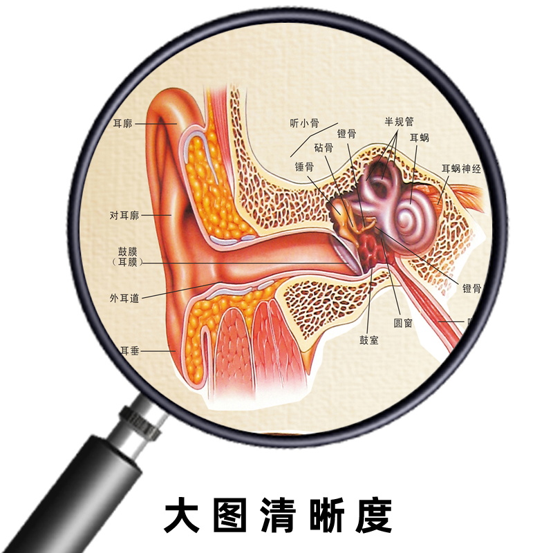 耳鼻喉解剖示意圖醫院鼻腔口腔咽喉正中矢狀圖解部圖鼻炎海報各種類型