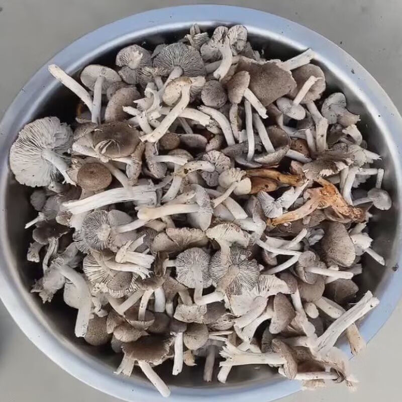 承德野生小灰蘑草蘑菇新货棕口灰蘑野生菌蘑菇干货特产精品烤干白一些