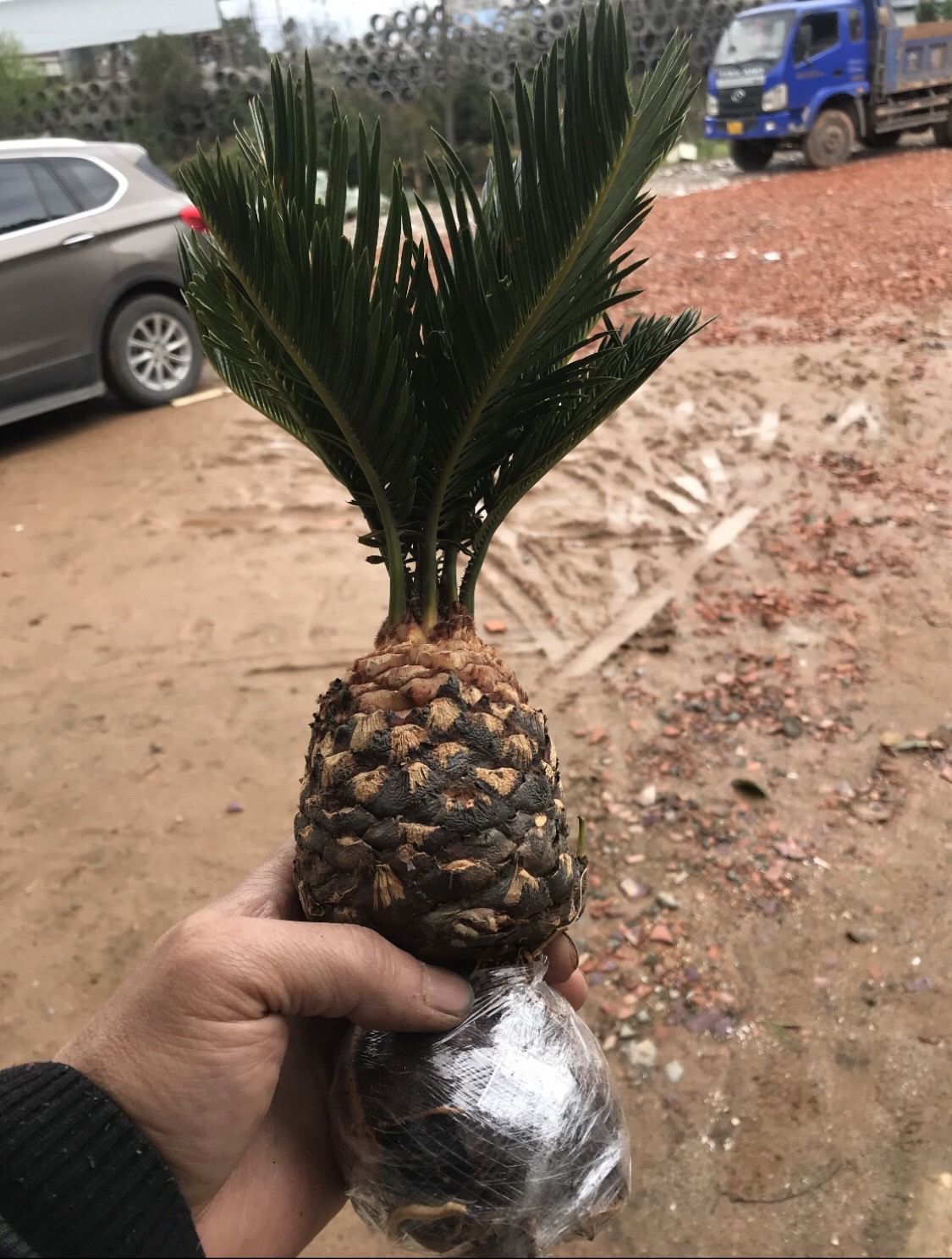 白鳞铁树苏铁精品小品花卉盆栽桌上高档盆景名贵稀有植物好成活白磷