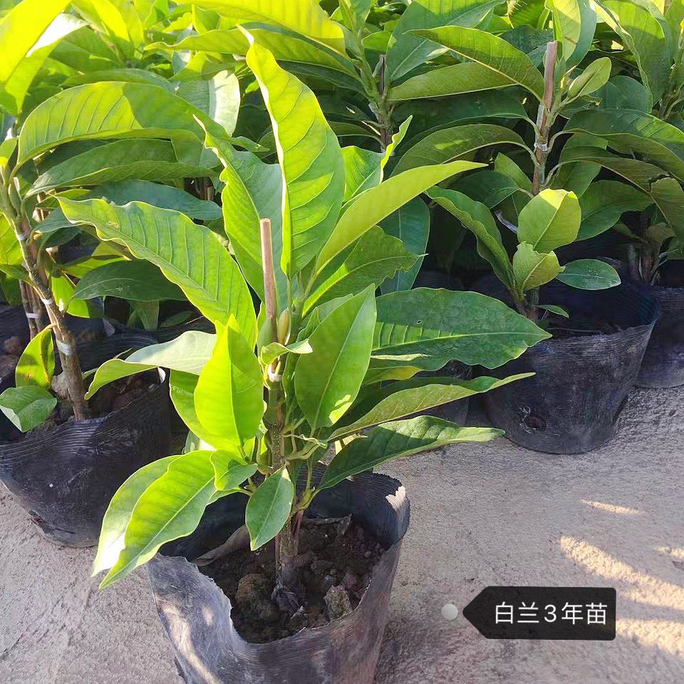 白兰花盆栽白玉兰树苗带花苞四季开花浓香黄角兰四季常青绿化树苗 朵