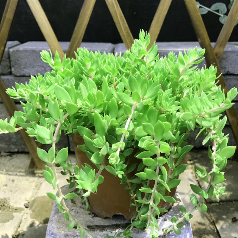 正宗垂盆草中药草盆栽可食用 吊篮垂腾植物狗牙瓣草 1000g嫩头【直接