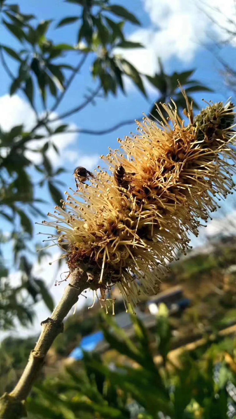 雲南野生深山純土黑蜂蜂蜜純天自然野生高山成熟米團花蜜蜜 過濾好