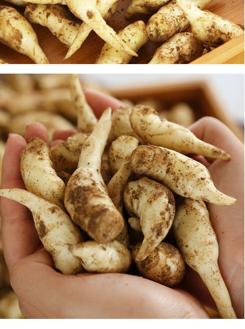 生姜嫩姜芽新鲜嫩姜嫩姜芽仔姜嫩姜子姜嫩姜23510斤整箱现挖嫩姜芽五