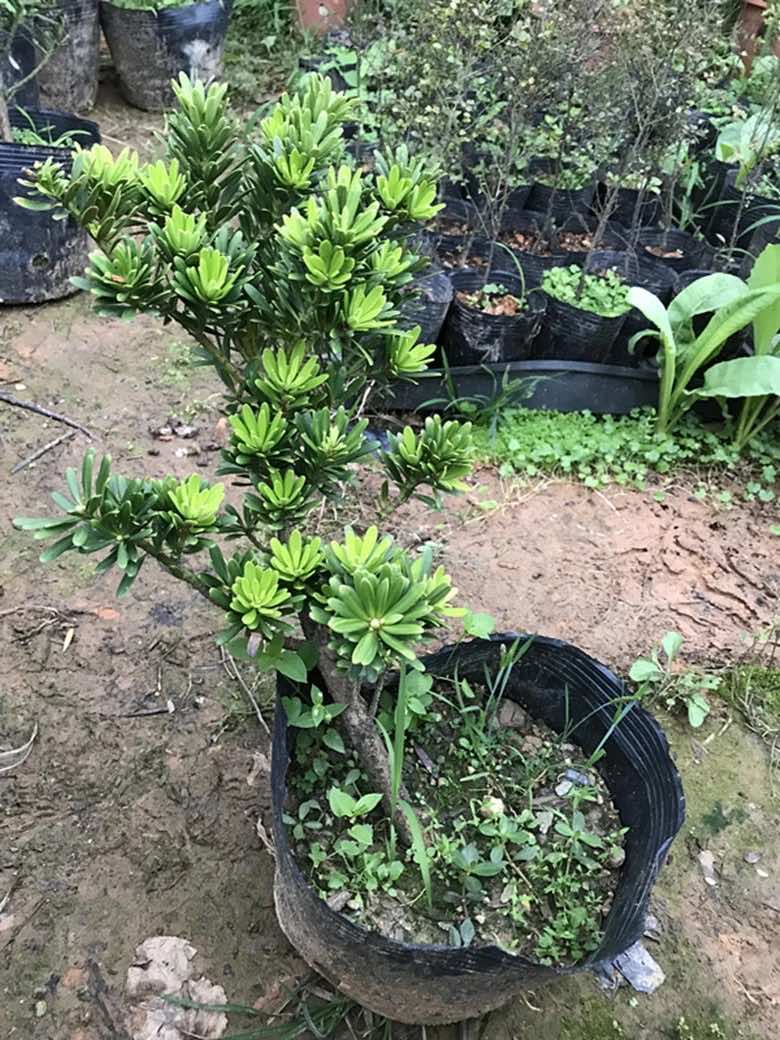 锦雄苗圃金钻罗汉松原生苗造型罗汉松四季常青盆栽盆景罗汉松植物霜魄