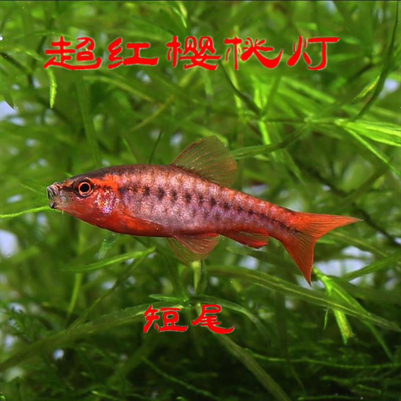 樱桃灯鱼长尾樱桃灯短尾樱桃灯热带鱼群游小型鱼淡水易养红鱼水财神