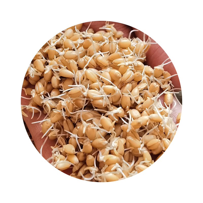 硒麦芽1500克天然生麦芽硒芽五梅茶麦芽硒淮小麦【图片 价格 品牌