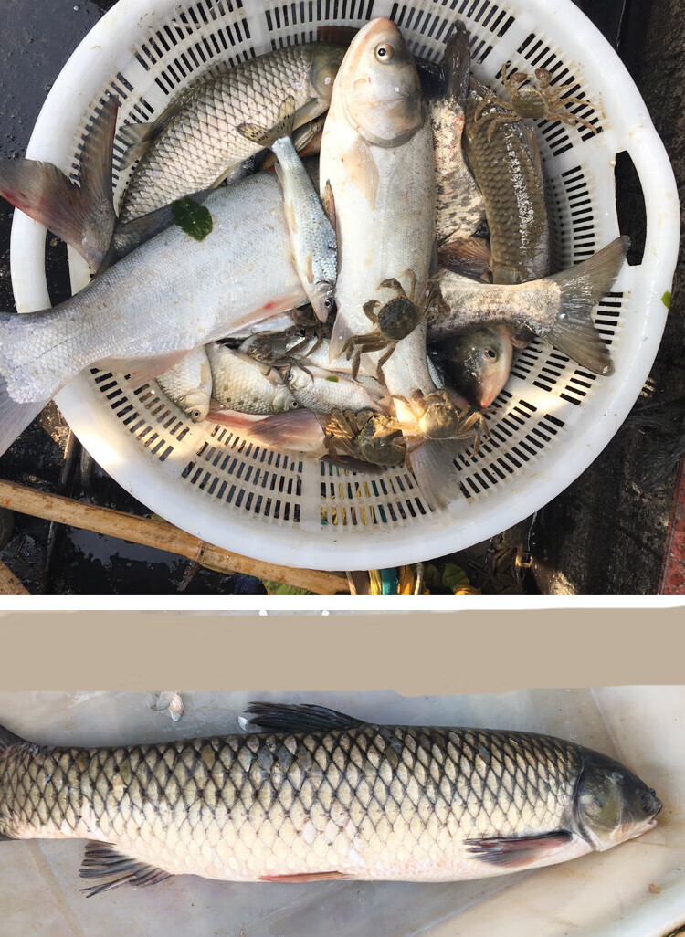 果亦橙 淡水鱼水产渔民自然捕鲜活现杀草鱼 草混子草皖鱼新鲜青鱼