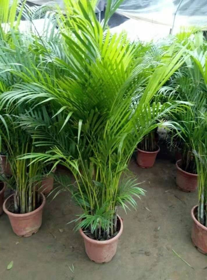 富贵椰子散尾葵富贵椰子凤尾竹大型客厅办公室内阳台盆栽绿植花卉四季