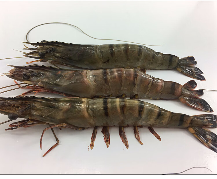 鱼姐海成青岛黑虎虾大虾鲜活冷冻老虎虾新鲜海鲜水产鲜虾海虾16只盒