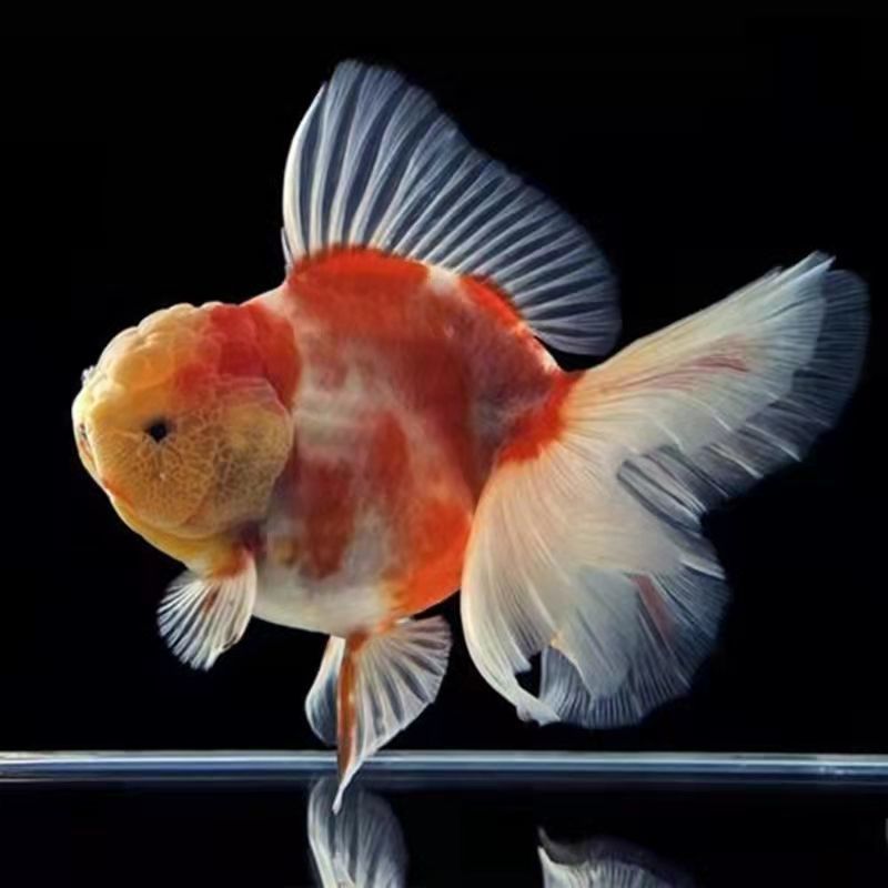 精品百褶五花泰狮(6-7cm) 2条(价格实惠)【图片 价格 品牌 报价】-京