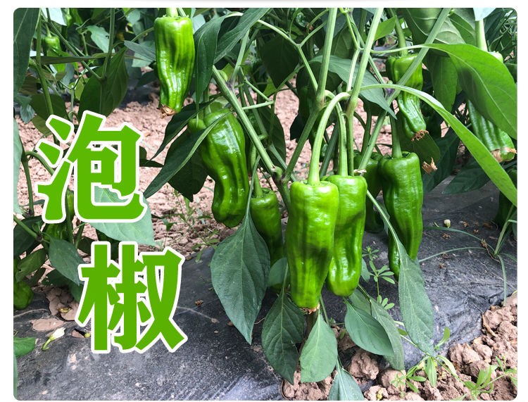 新鲜自种现摘湖北土辣椒泡椒薄皮椒农家虎皮青椒3斤5斤青泡椒五斤装