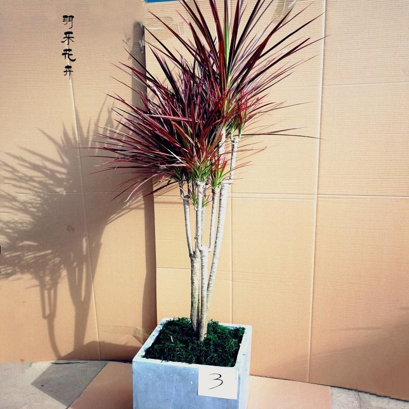 七彩铁千年木盆栽 三色龙血树 观叶植物 室内老桩盆景 吸甲醛 1米2单