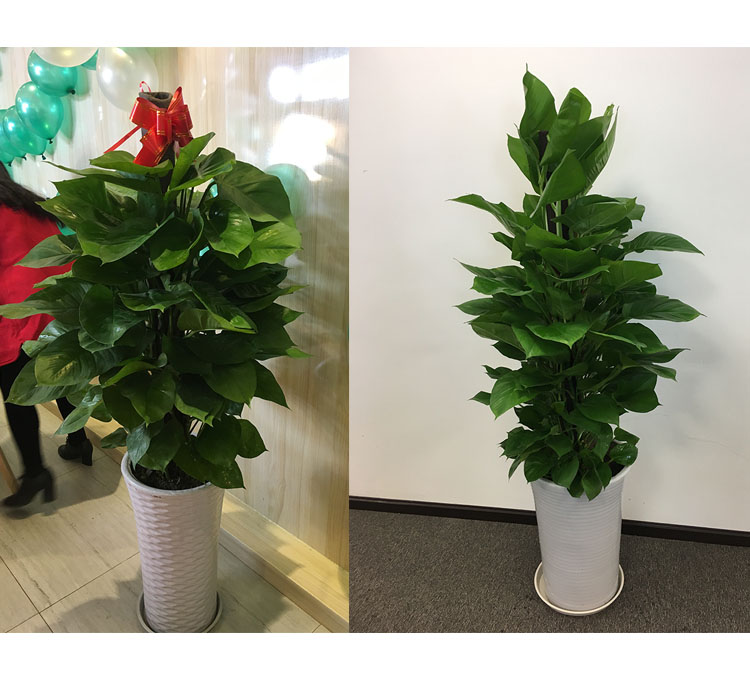 大叶绿萝大型室内绿植盆栽客厅办公室绿色植物花卉新房除甲醛成都咖啡