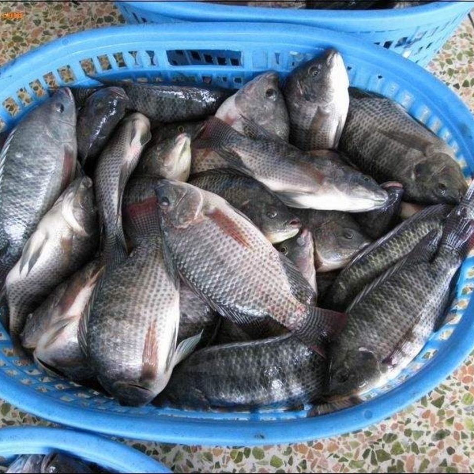 尚优水产三去罗非鱼新鲜淡水鱼非洲鲫鱼福寿鱼酸菜鱼冷冻罗非鱼500克