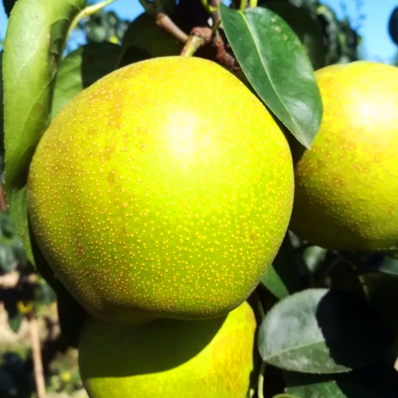 现货千脆蜜梨礼盒装8斤大果脆甜多汁蜜梨香梨当季新鲜水果8斤原箱礼盒