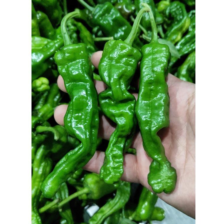 薄皮螺旋椒 新鲜皱皮特辣土辣椒炒辣子鸡炒肉辣椒直发香辣小皱皮新椒