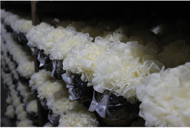 新鲜银耳6朵盒装活鲜带菌棒雪耳特级糯非干货鲜活出胶白木耳 盒装6朵