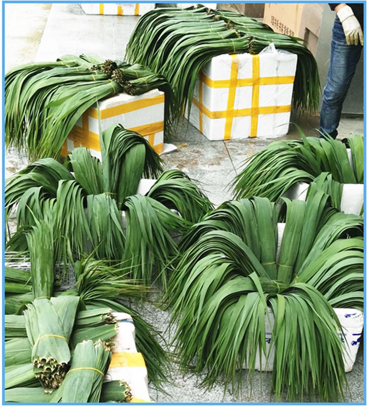 新鲜现摘野生粽叶端午节包粽子的叶子粽子叶芦苇叶苇叶批发 100片3至6