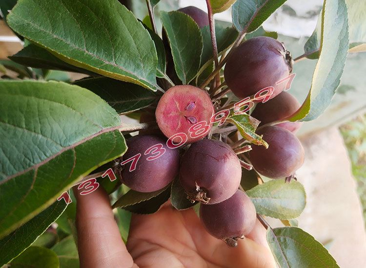 芭蕾果树苗八棱海棠小苹果观赏盆景挂果海棠冬红果长寿果地栽盆栽 4年