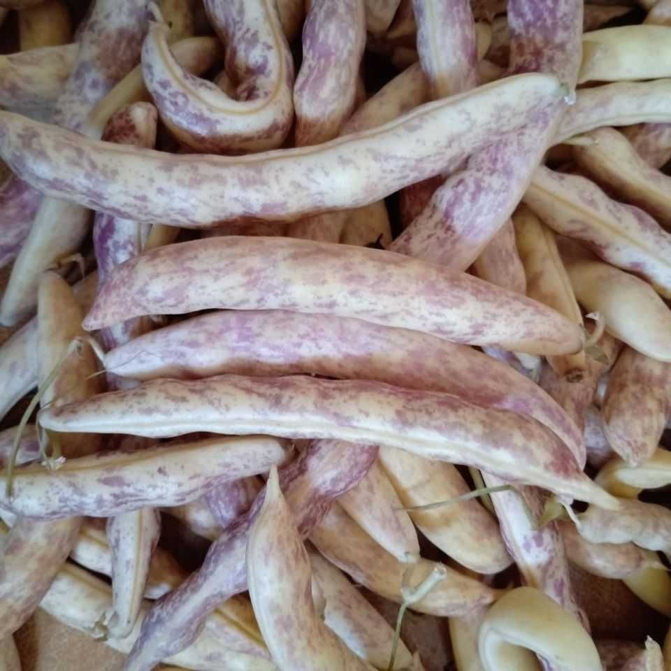 东北油豆角 5斤 黄金钩新鲜油豆角黄金钩勾勾黄弯勾黄鼓豆角 2斤