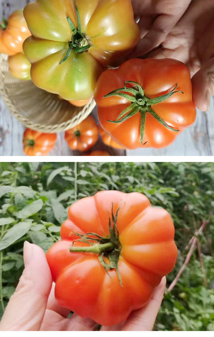 维吉尔潮汕马蹄番茄新鲜蔬菜自然熟现摘老品种西红柿水果15斤批发马蹄