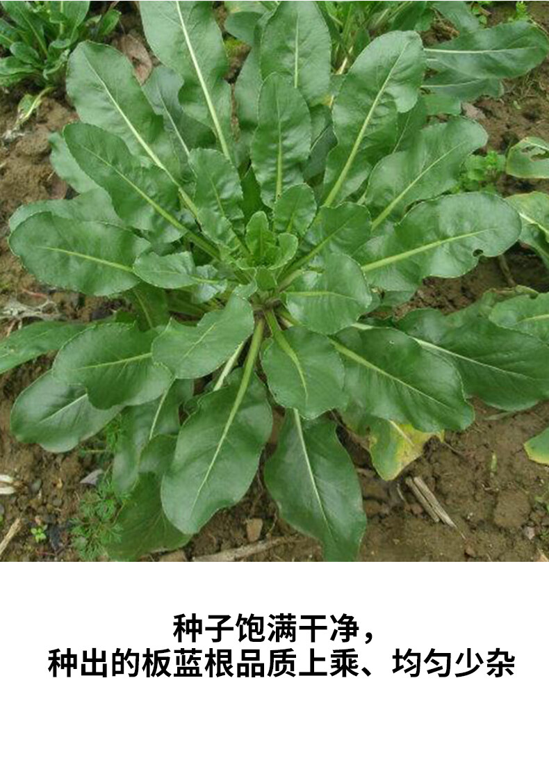 野生大青葉種孑板藍根種子種植苗春秋冬四季陽臺盆栽藥草藥材種籽