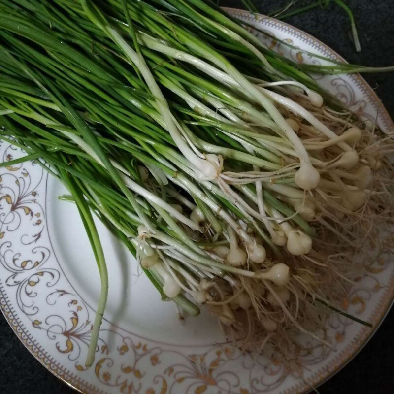 新鲜苦藠小根蒜团葱苦芥苦叫小蒜头四川茭头野葱头薤白500g 3斤【图片