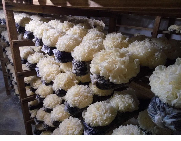 五折新鲜银耳古田湿白木耳糯6朵盒装活无硫非干货易出胶生雪耳带菌棒