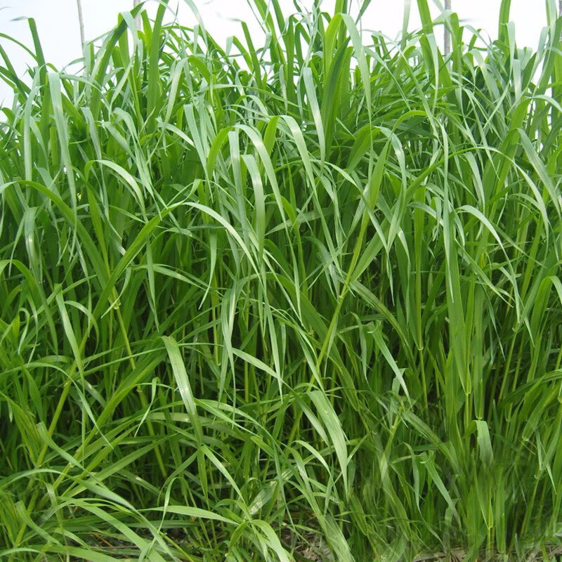 中梦多年生黑麦草种子耐寒养牛羊鸡鹅鱼苜蓿草种籽牧草养殖黑麦草籽
