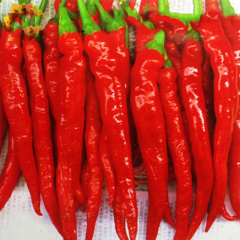 南韩干椒种子老品种红辣椒籽油份多辣味香浓长线椒春秋季蔬菜种孑