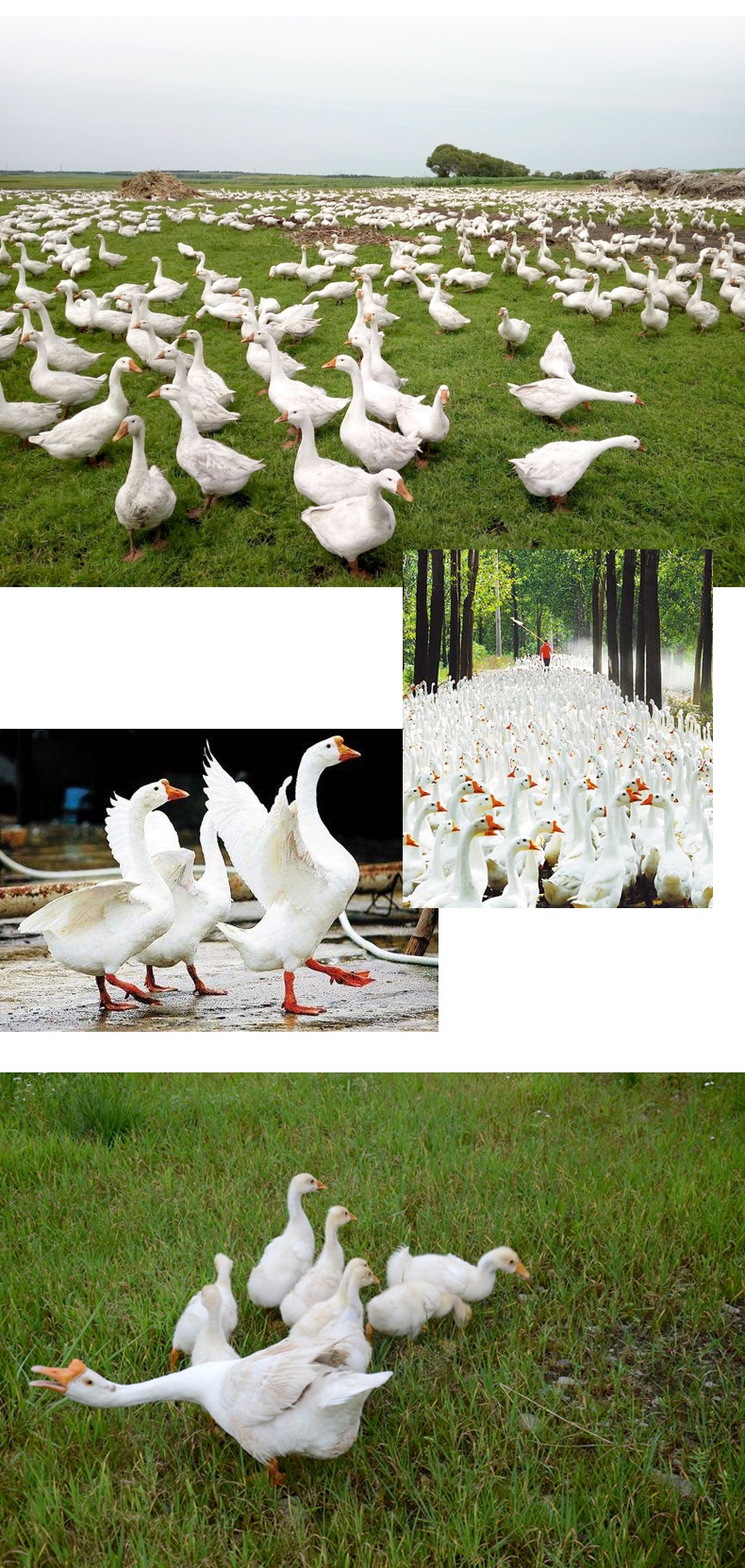 特大份鹅汤固始鹅块哥河南信阳土特产米歌汉鹅块火锅旱鹅真空包装