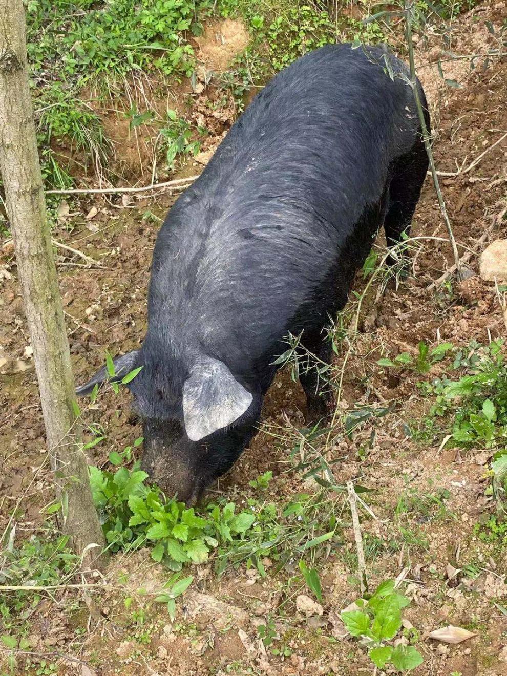 农家吃粮食土黑猪跑山猪五花前腿后腿猪脚新鲜猪肉6斤