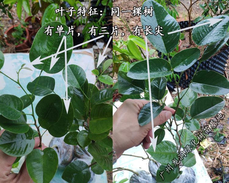姜芮珍稀名贵红木树种檀香紫檀树苗 正宗印度小叶紫檀苗庭院盆栽地栽