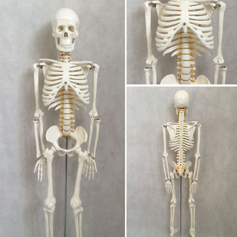 4585170cm人体骨骼模型医学教学解剖可拆成人全身骷髅骨架脊椎 180cm