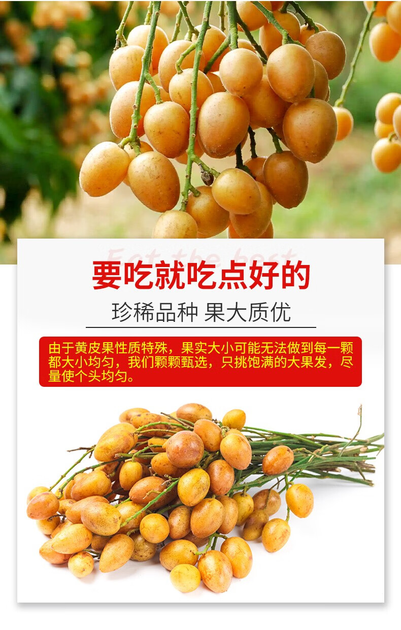 【顺丰空运-礼盒装】黄皮果鸡心新鲜黄弹整箱当季广西酸甜 【s级品质