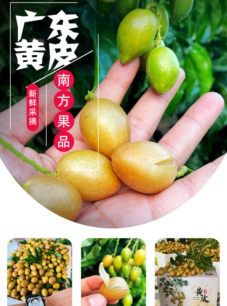 新鲜果园采摘广东黄皮果鸡心黄皮果酸甜3510斤当季水果 礼盒定制款