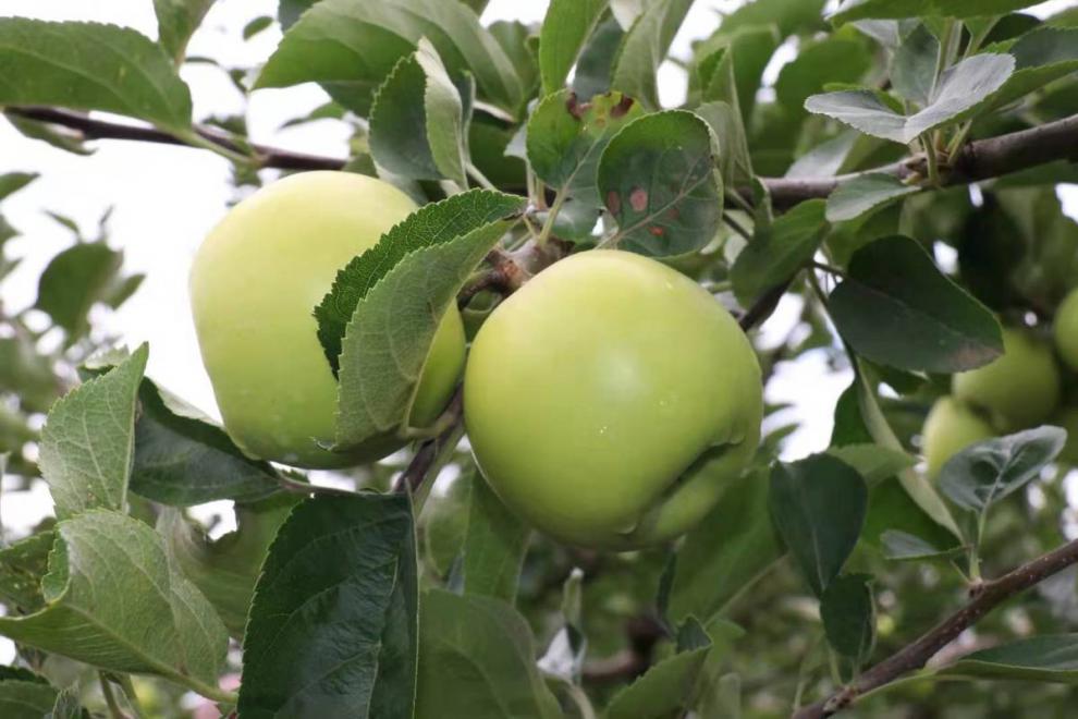 青香蕉非糖心纯甜甜甜无果酸苹果脆甜多汁新鲜纯甜孕妇 10斤小果纯甜